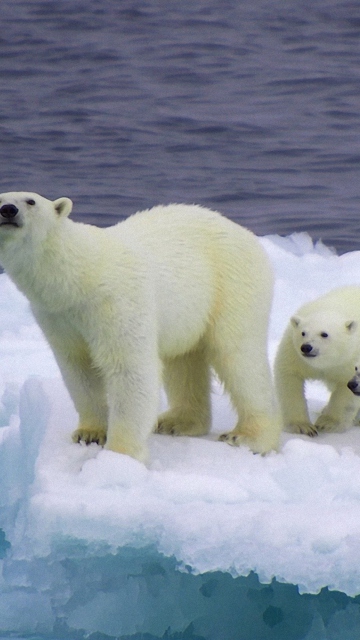 Polar Bear And Cubs On Iceberg wallpaper 360x640