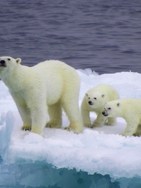 Das Polar Bear And Cubs On Iceberg Wallpaper 480x640