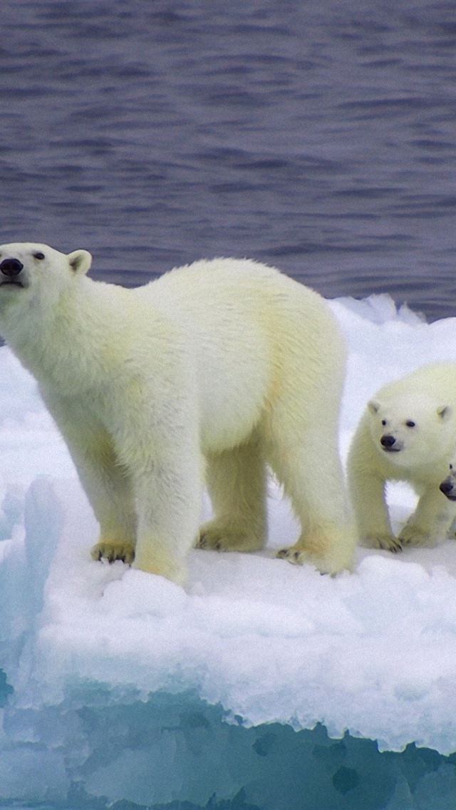 Polar Bear And Cubs On Iceberg wallpaper 640x1136