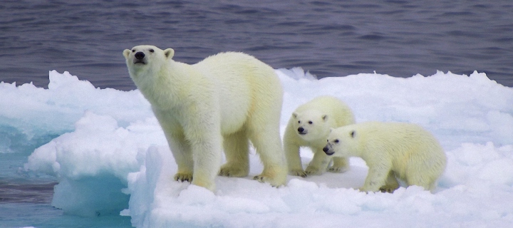 Polar Bear And Cubs On Iceberg screenshot #1 720x320