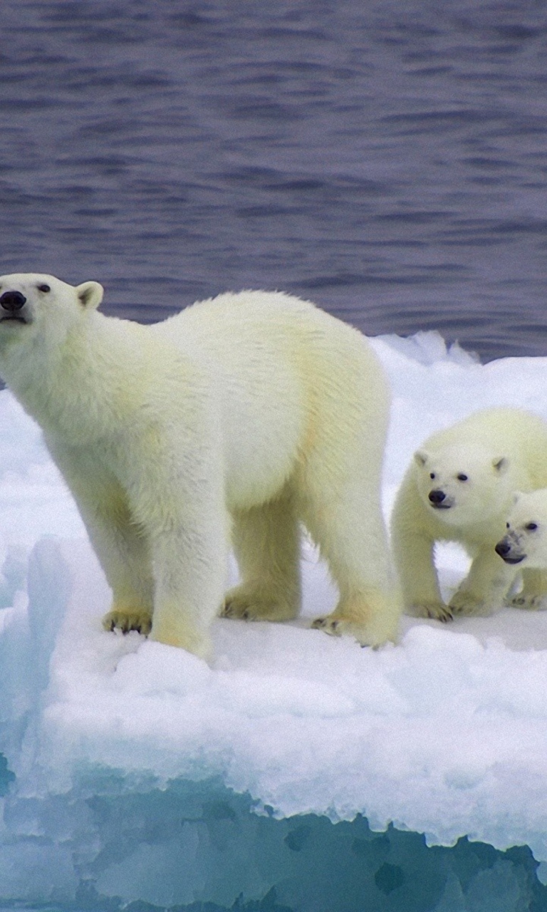 Polar Bear And Cubs On Iceberg wallpaper 768x1280