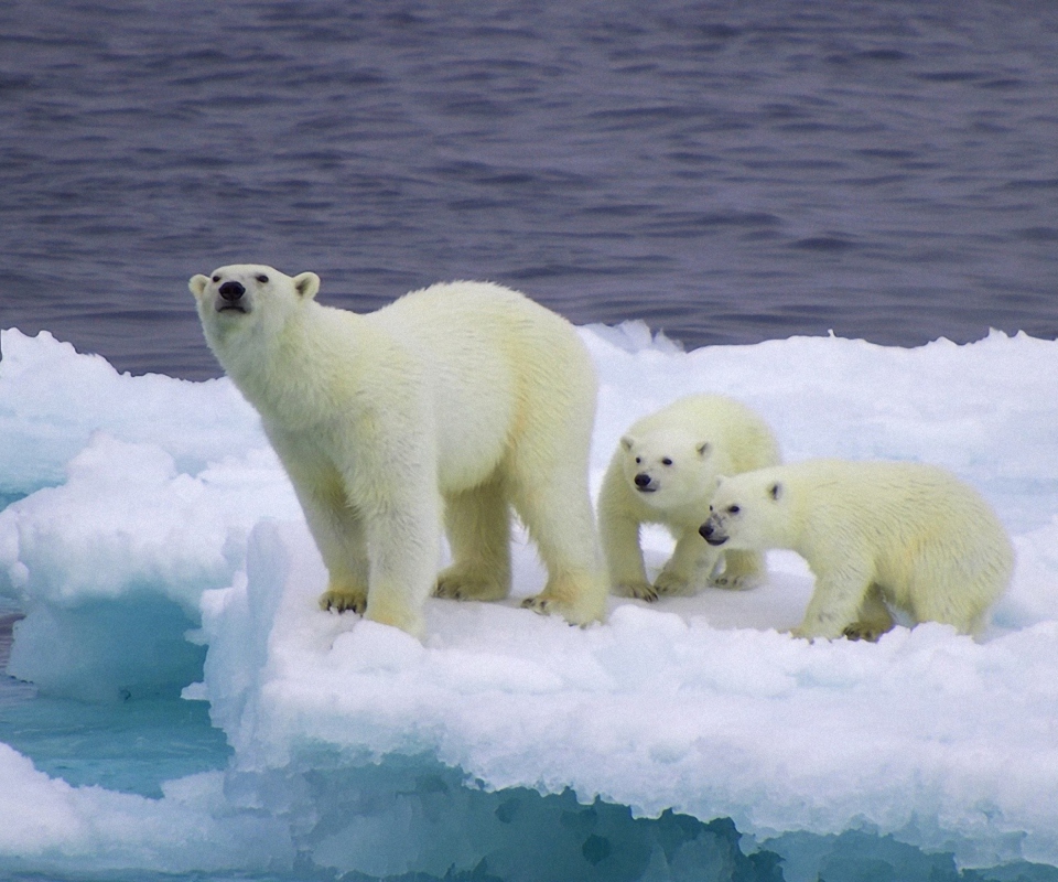 Обои Polar Bear And Cubs On Iceberg 960x800