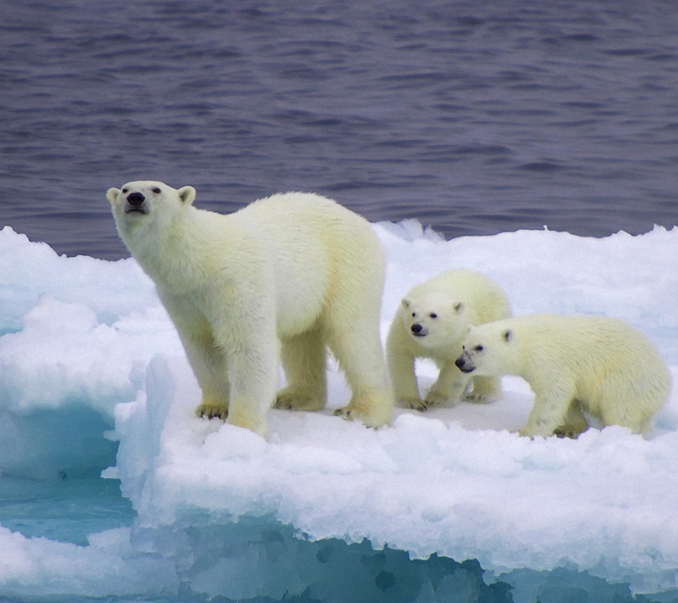 Fondo de pantalla Polar Bear And Cubs On Iceberg 960x854