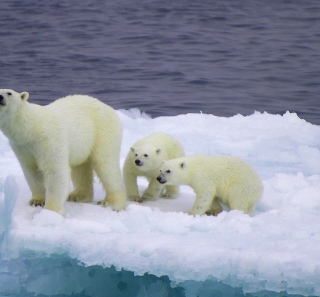 Kostenloses Polar Bear And Cubs On Iceberg Wallpaper für iPad mini 2