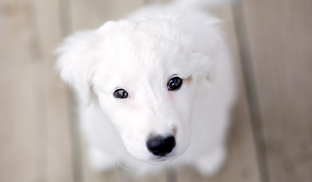 Das White Puppy With Black Nose Wallpaper 1024x600