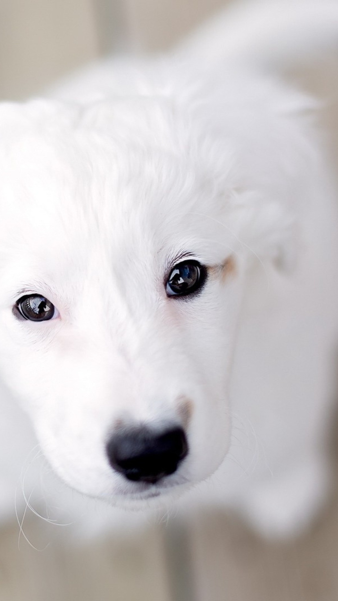 White Puppy With Black Nose wallpaper 1080x1920