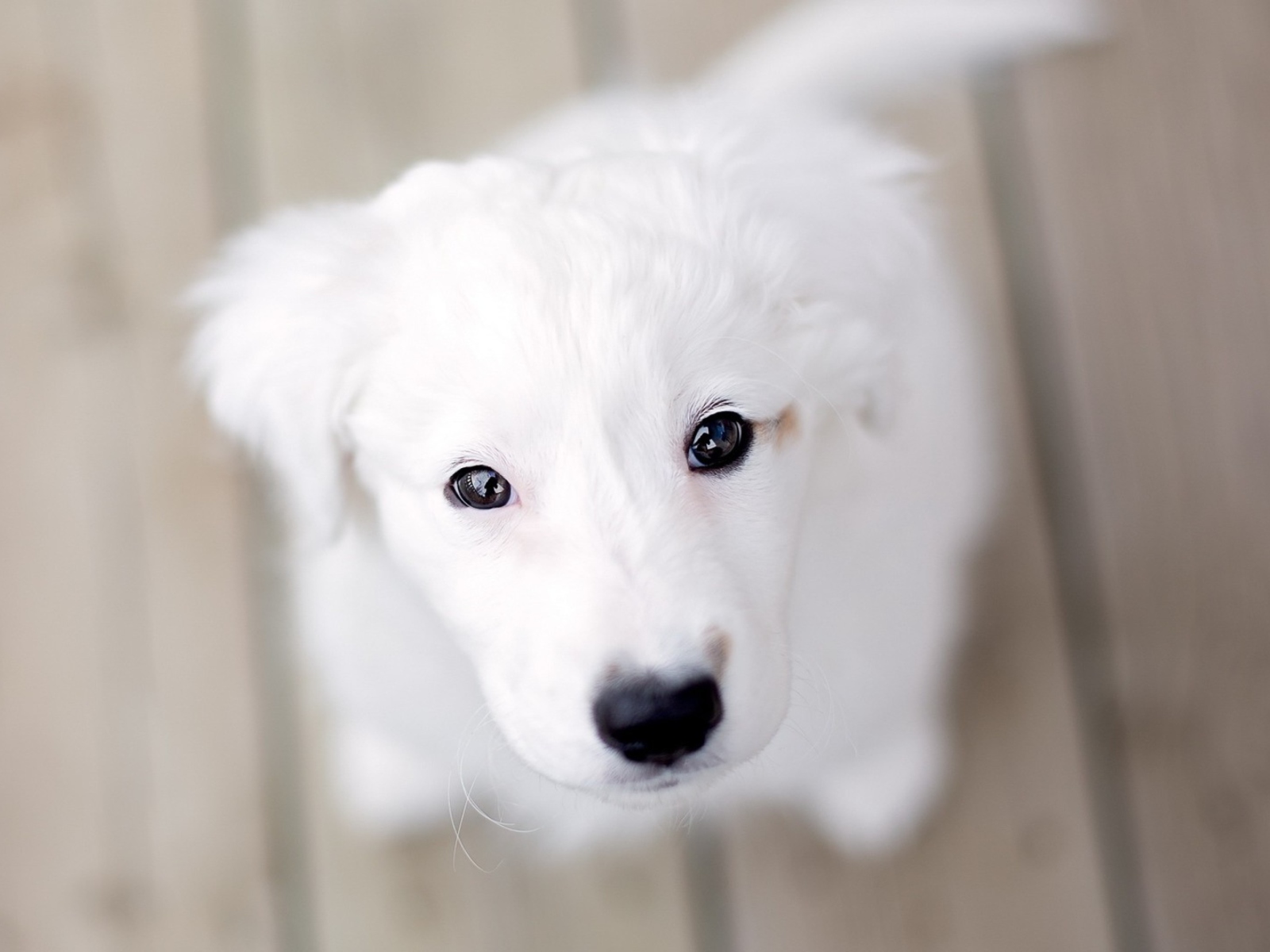 White Puppy With Black Nose wallpaper 1600x1200