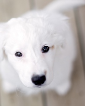 Das White Puppy With Black Nose Wallpaper 176x220