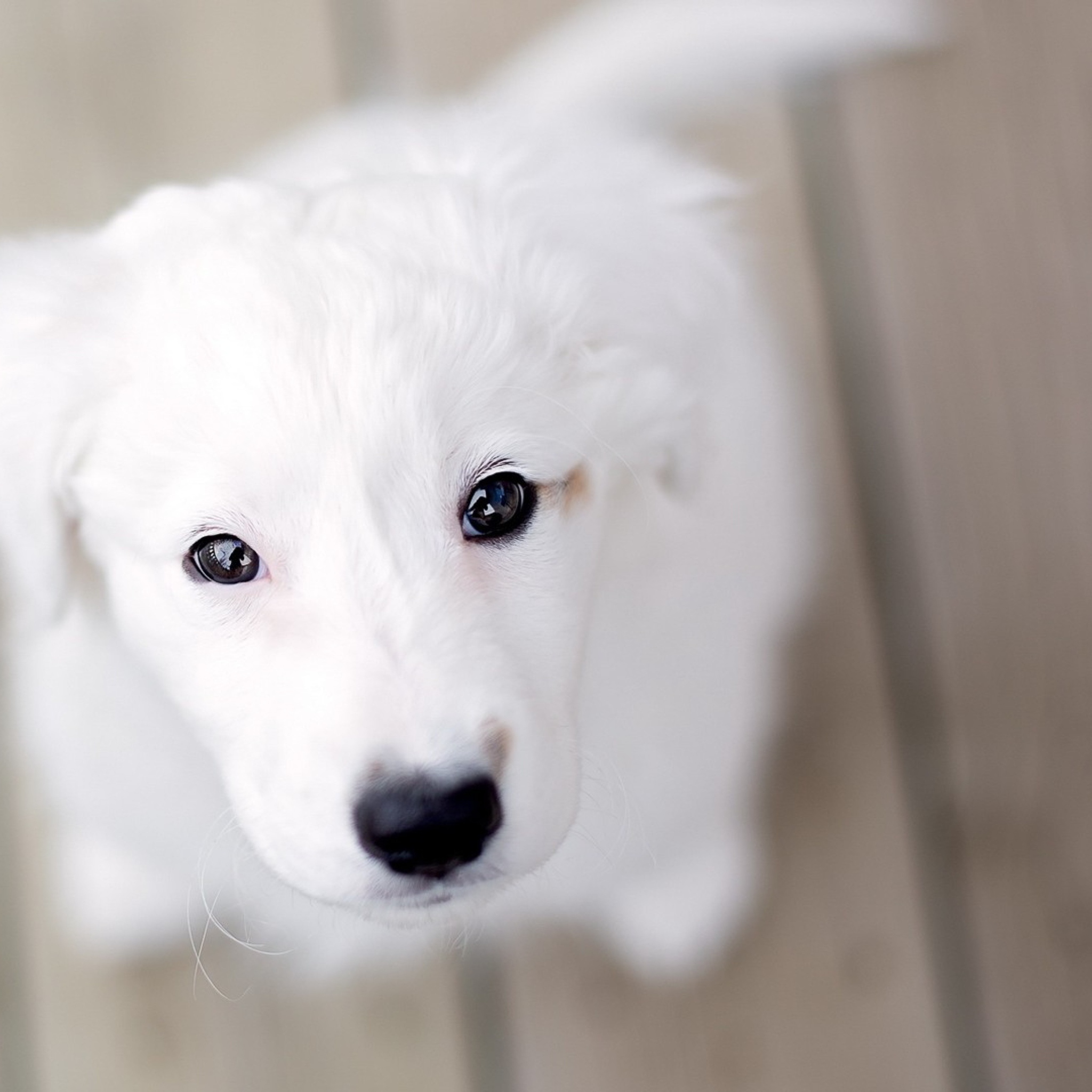 White Puppy With Black Nose wallpaper 2048x2048