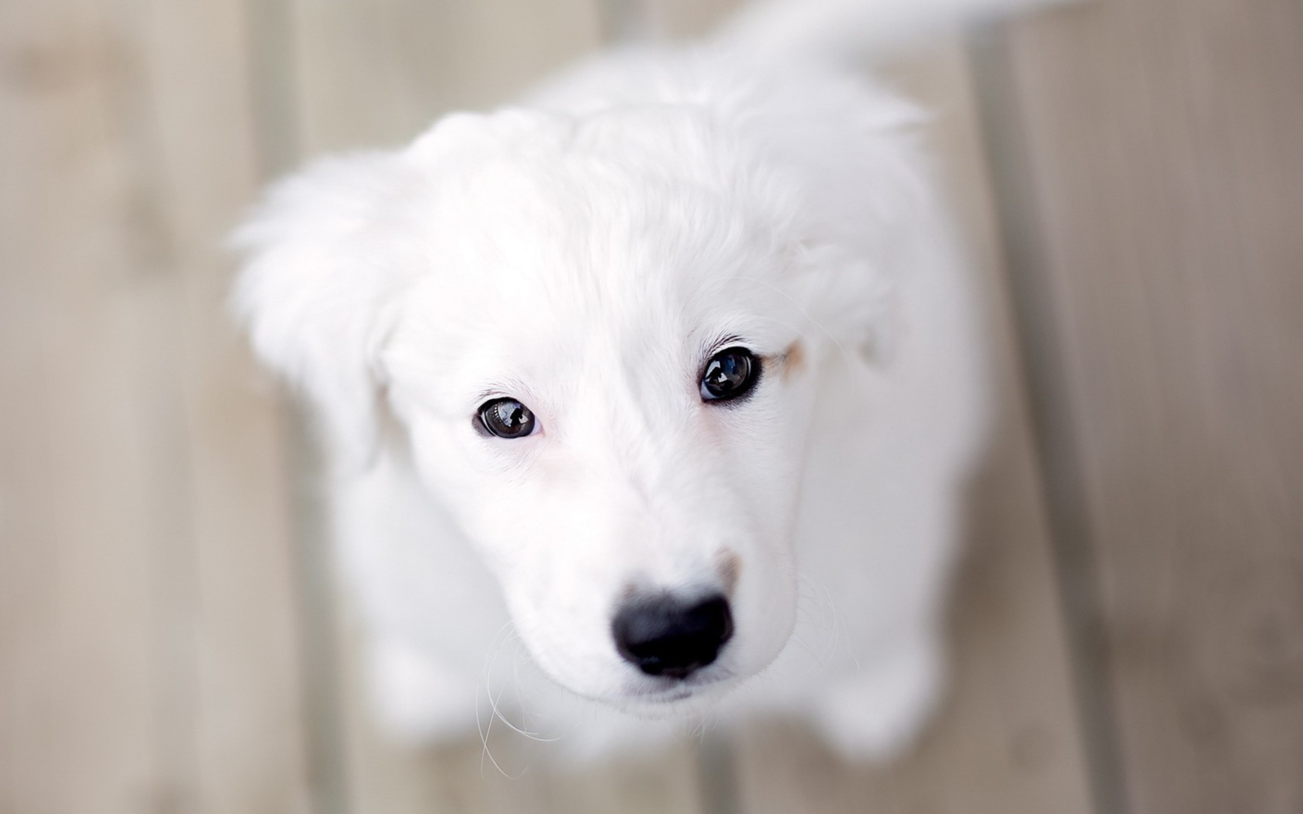 White Puppy With Black Nose wallpaper 2560x1600