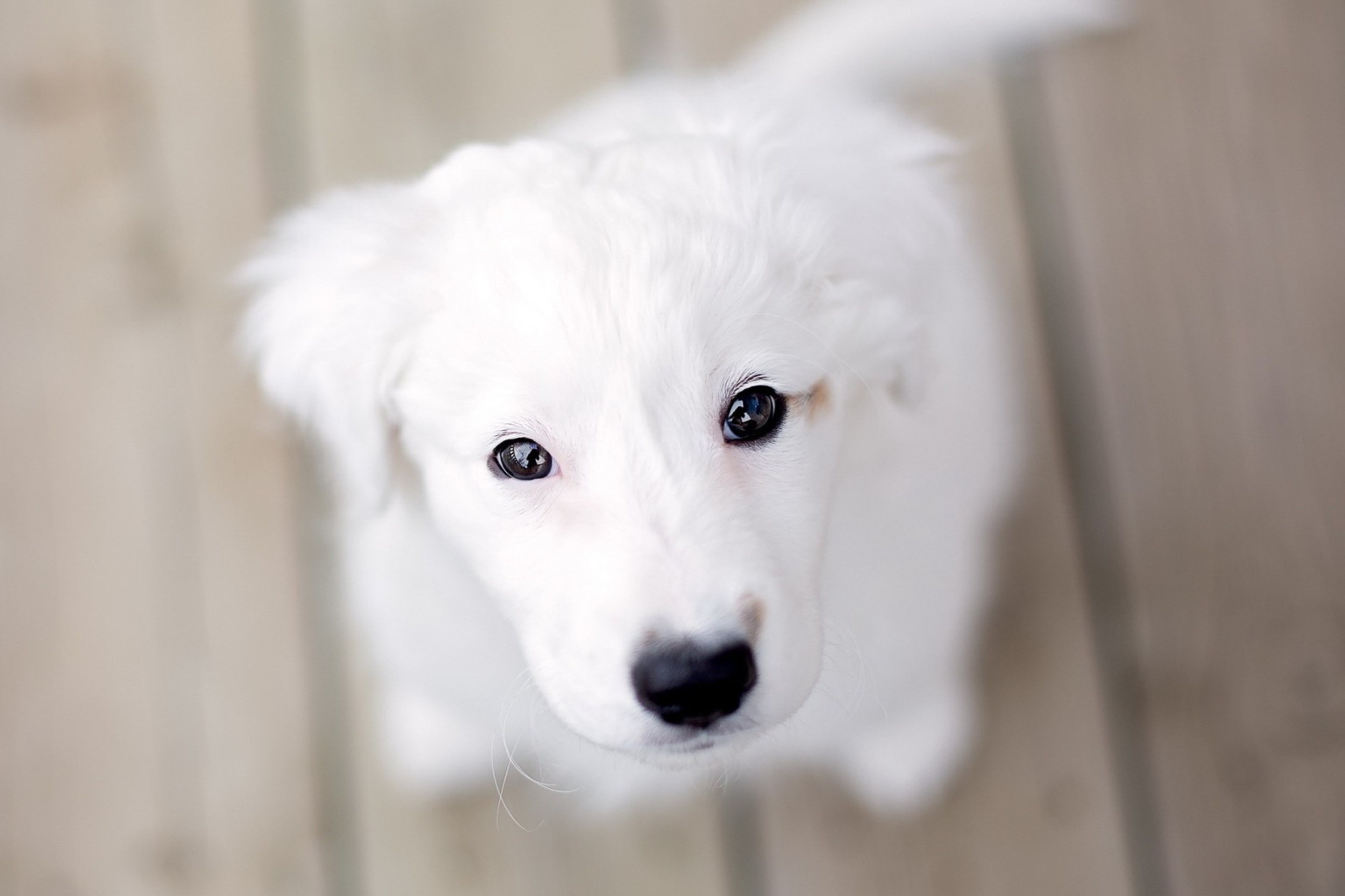 белая собака щенок скачать