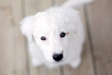Fondo de pantalla White Puppy With Black Nose 480x320