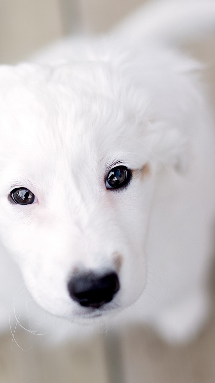 White Puppy With Black Nose wallpaper 750x1334