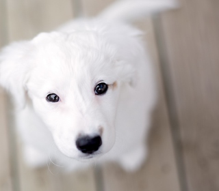 White Puppy With Black Nose sfondi gratuiti per 1024x1024