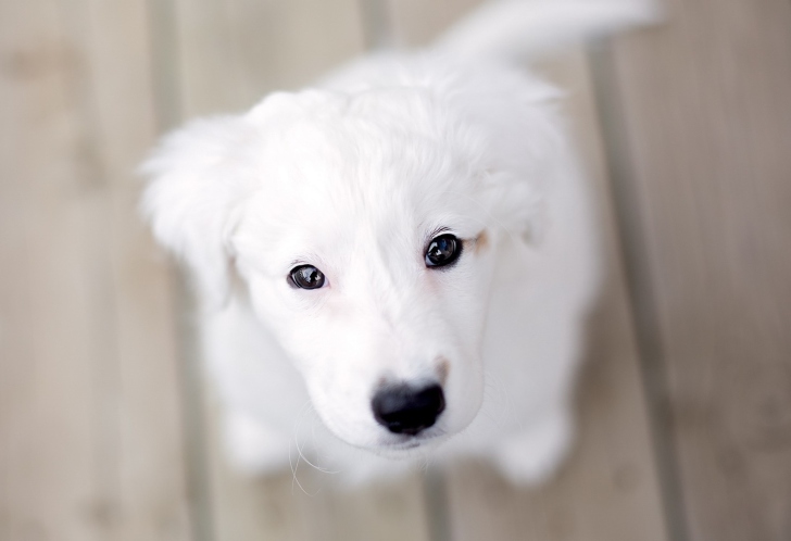 Fondo de pantalla White Puppy With Black Nose