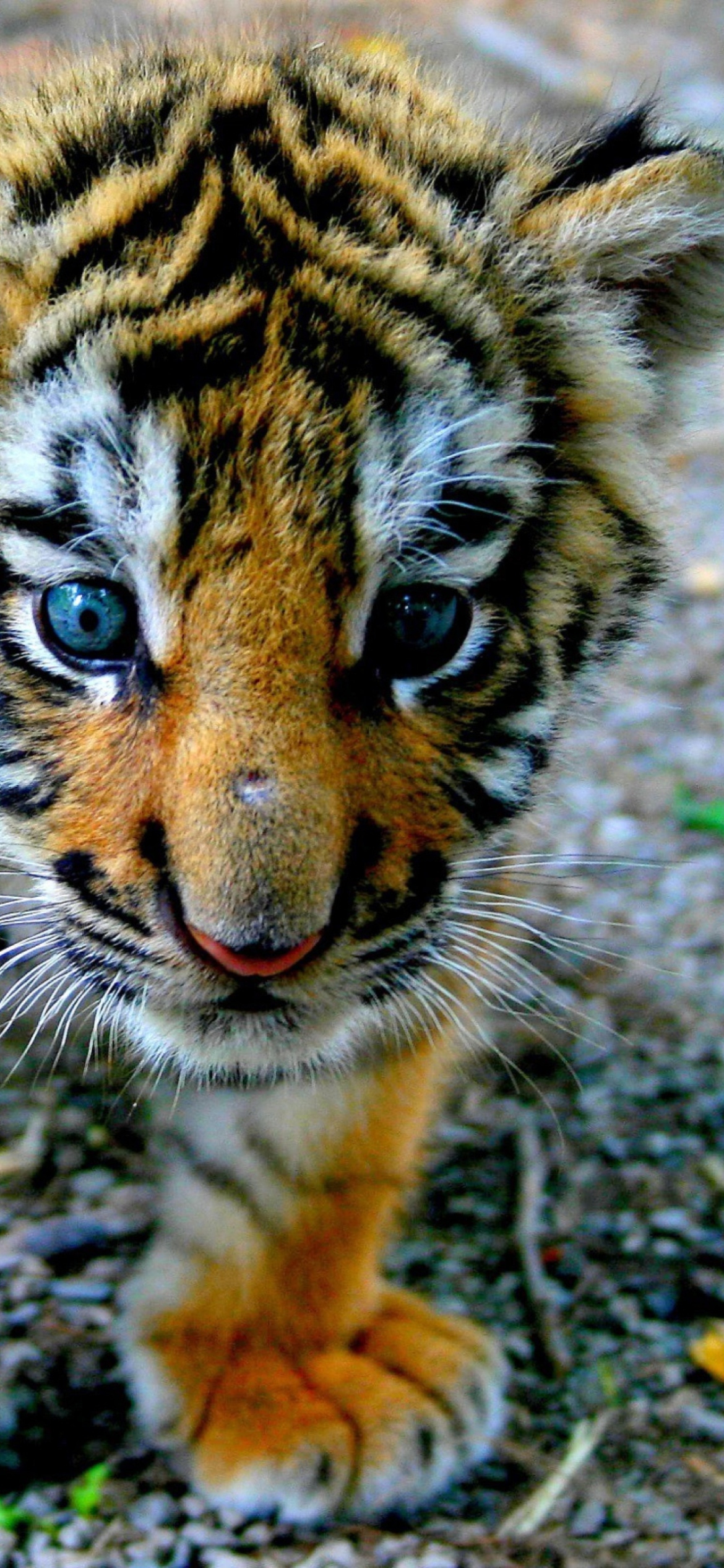 Sfondi Baby Tiger 1170x2532
