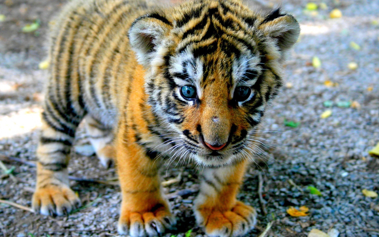Fondo de pantalla Baby Tiger 1280x800