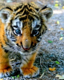 Das Baby Tiger Wallpaper 128x160