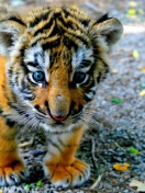 Baby Tiger screenshot #1 132x176