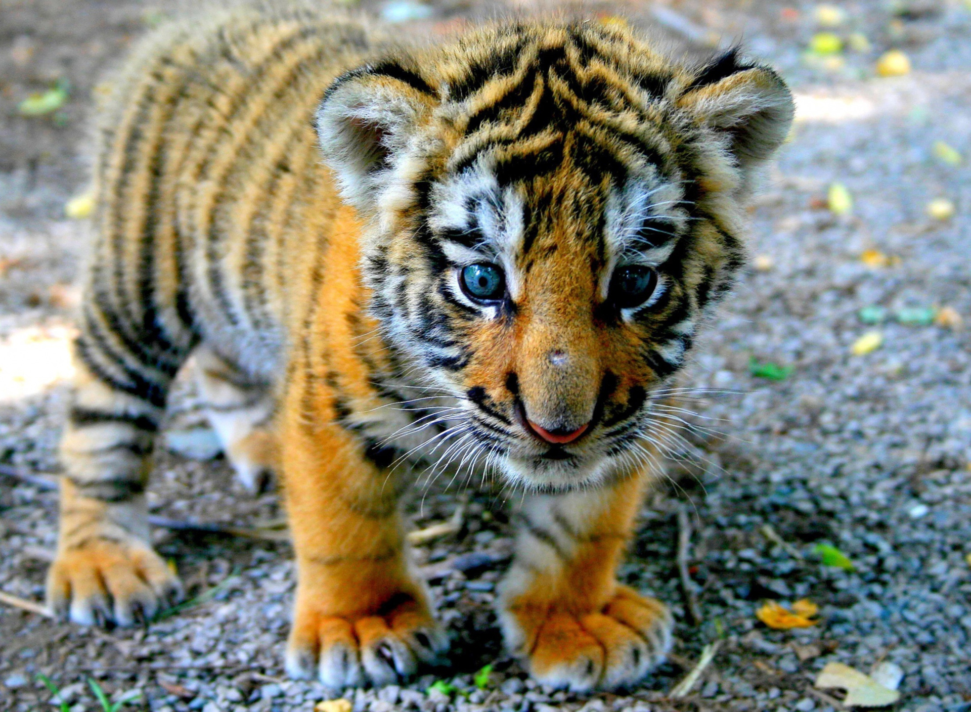 Screenshot №1 pro téma Baby Tiger 1920x1408