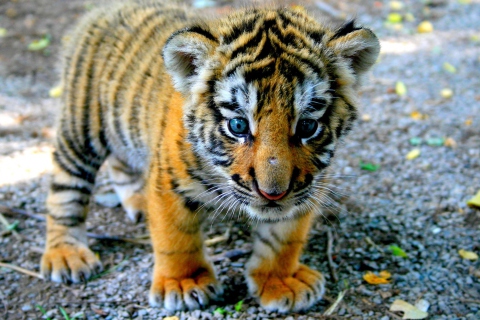 Fondo de pantalla Baby Tiger 480x320