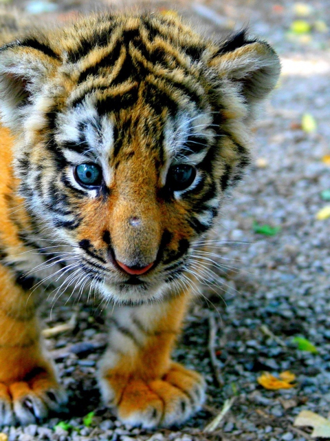 Baby Tiger screenshot #1 480x640