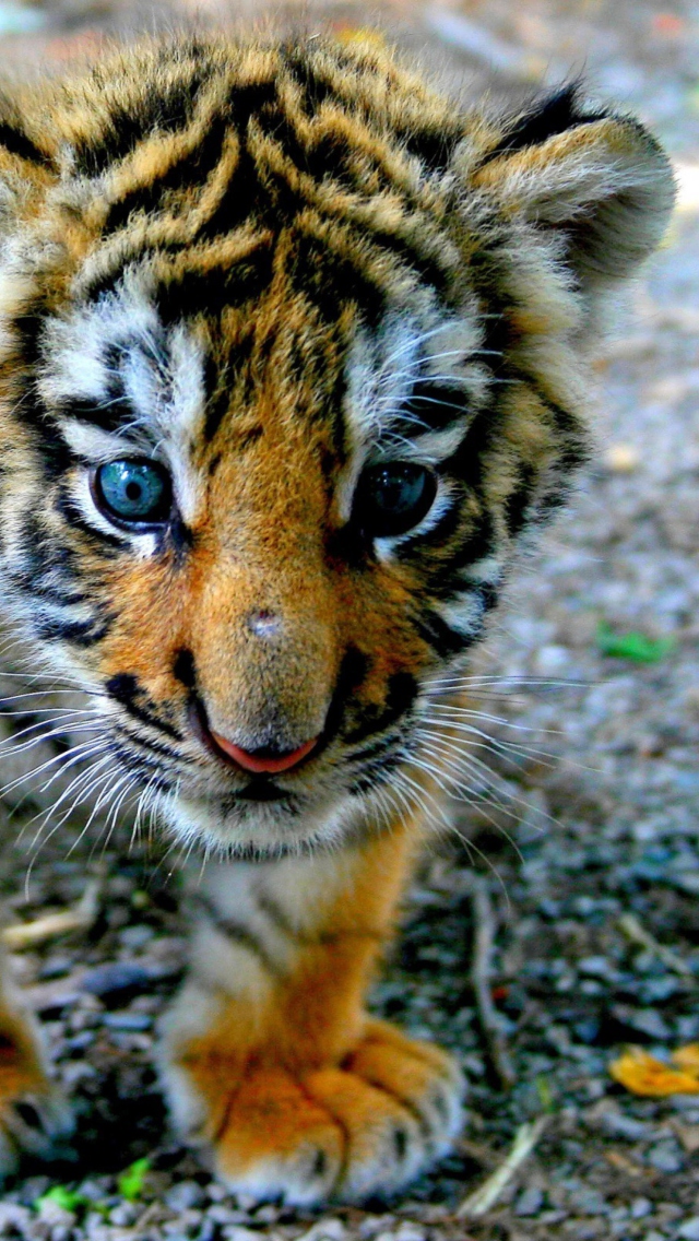 Обои Baby Tiger 640x1136