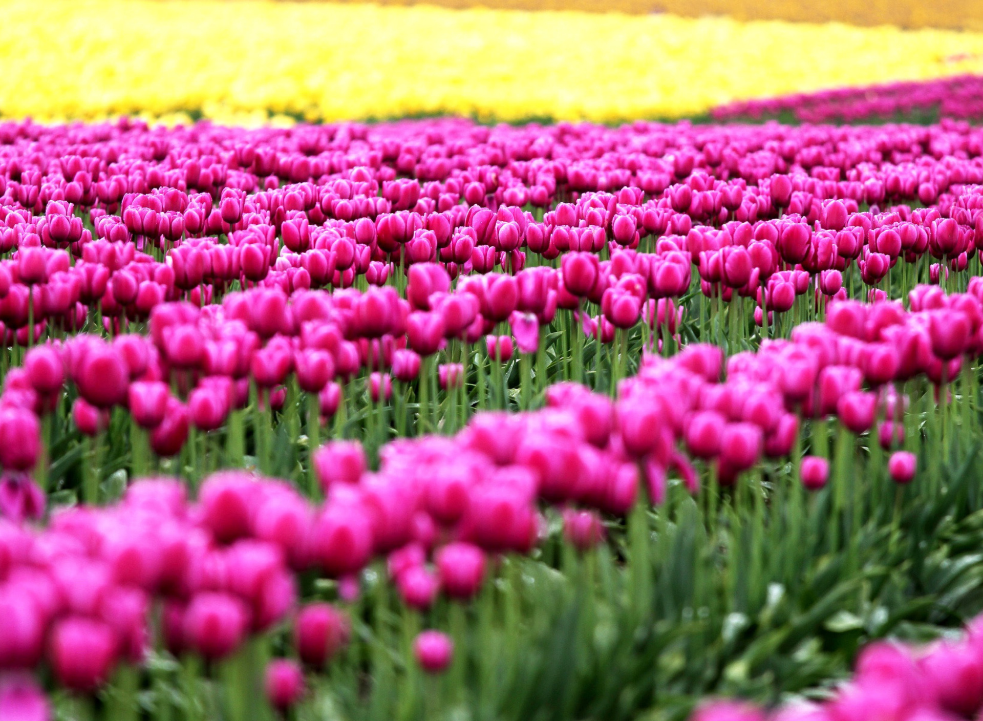 Обои Tonami, Toyama Tulips Garden 1920x1408