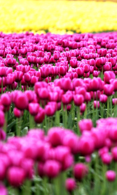 Tonami, Toyama Tulips Garden screenshot #1 240x400