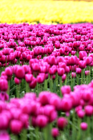 Sfondi Tonami, Toyama Tulips Garden 320x480