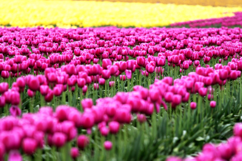 Das Tonami, Toyama Tulips Garden Wallpaper 480x320