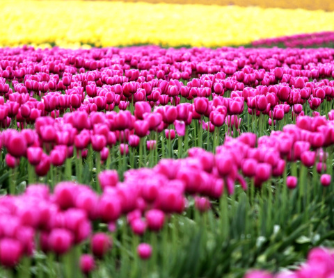 Fondo de pantalla Tonami, Toyama Tulips Garden 480x400