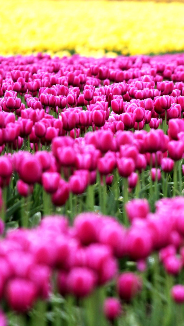 Tonami, Toyama Tulips Garden screenshot #1 640x1136