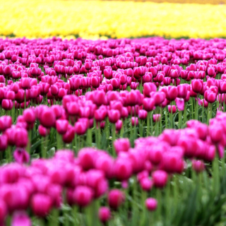 Tonami, Toyama Tulips Garden - Obrázkek zdarma pro 128x128