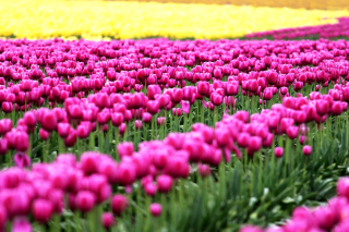 Tonami, Toyama Tulips Garden - Obrázkek zdarma 