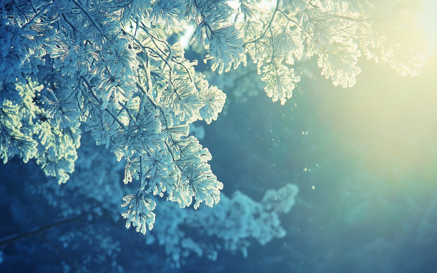 Fondo de pantalla Snowy Pine 1440x900