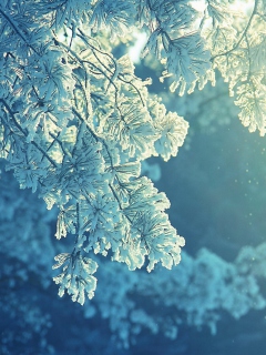 Screenshot №1 pro téma Snowy Pine 240x320