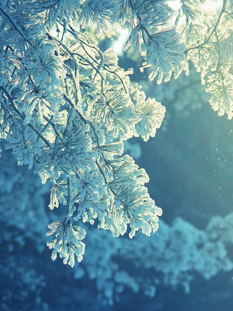 Snowy Pine screenshot #1 480x640