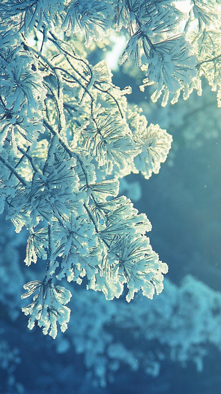 Snowy Pine screenshot #1 750x1334