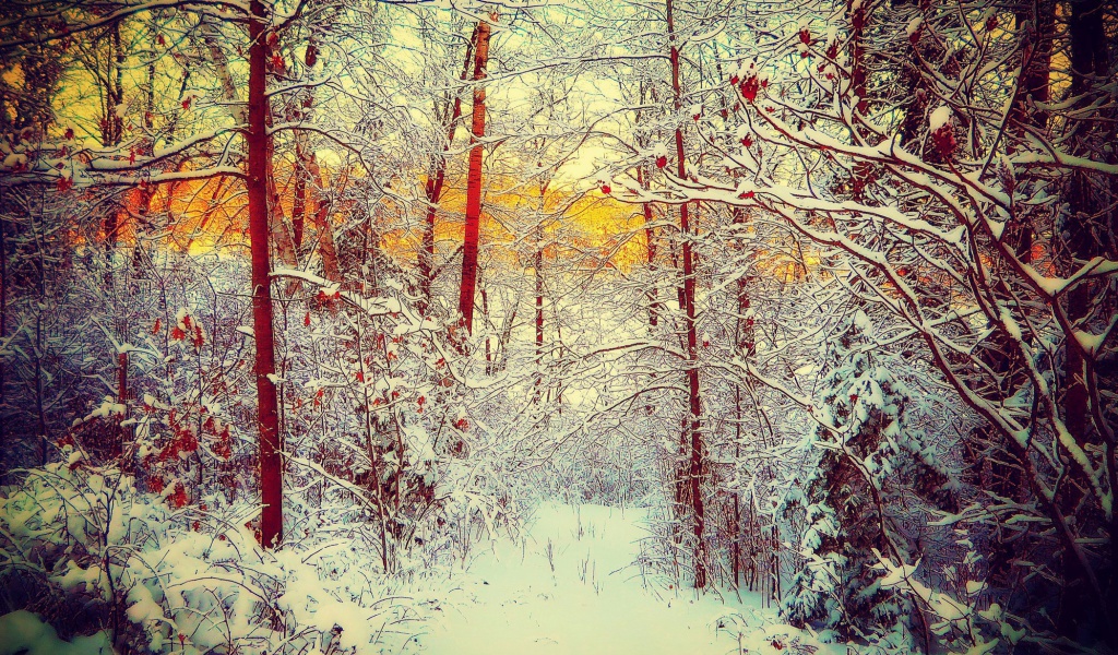 Fondo de pantalla Winter Siberian Forest 1024x600