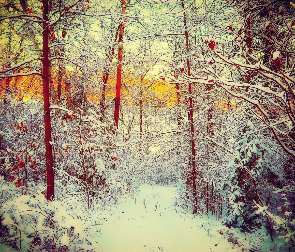 Das Winter Siberian Forest Wallpaper 1200x1024