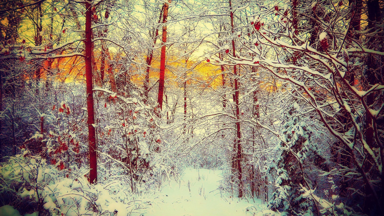 Winter Siberian Forest wallpaper 1280x720