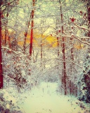 Das Winter Siberian Forest Wallpaper 128x160