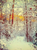 Das Winter Siberian Forest Wallpaper 132x176