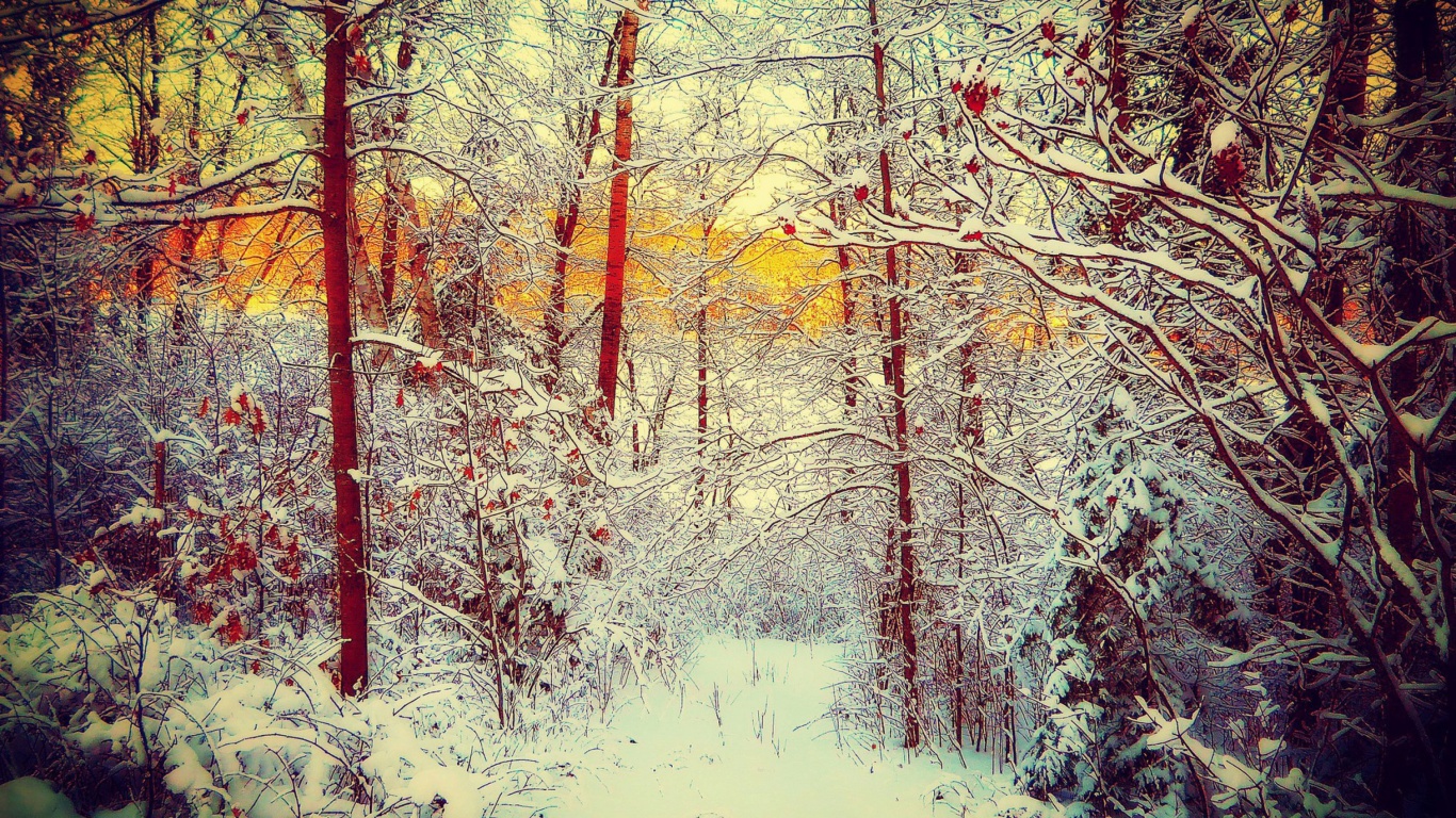 Das Winter Siberian Forest Wallpaper 1366x768