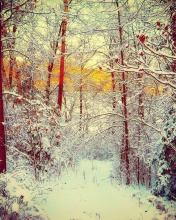 Screenshot №1 pro téma Winter Siberian Forest 176x220