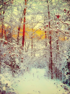Fondo de pantalla Winter Siberian Forest 240x320