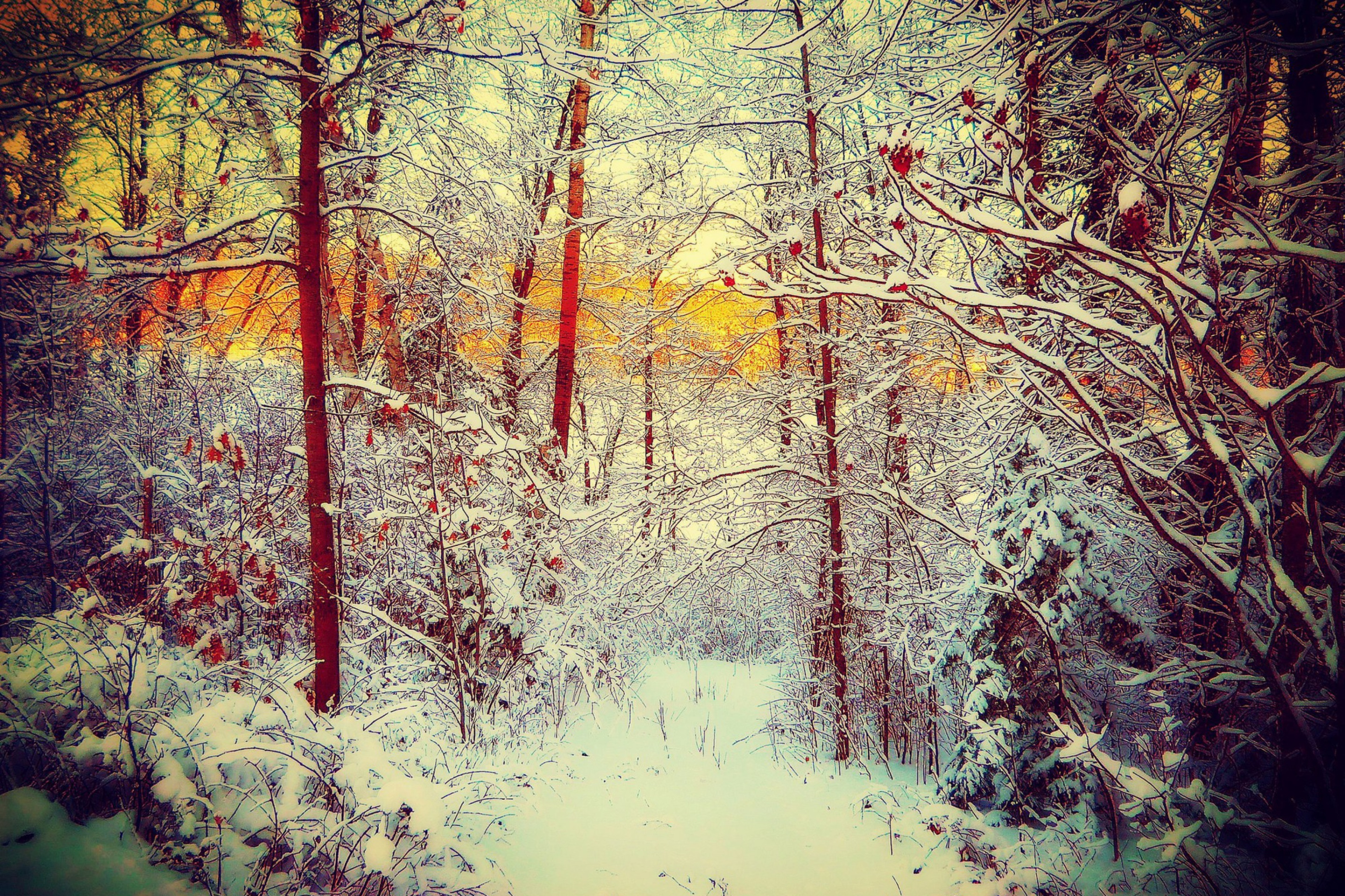 Das Winter Siberian Forest Wallpaper 2880x1920