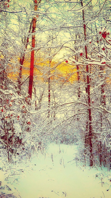 Das Winter Siberian Forest Wallpaper 360x640