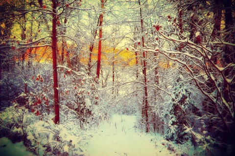 Winter Siberian Forest screenshot #1 480x320